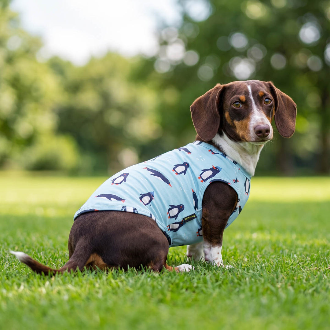 Dachshund sitting on the grass with a dog tshirt designed with penguin prints