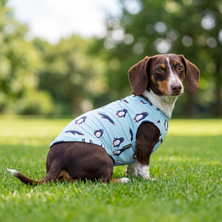 Dachshund sitting on the grass with a dog tshirt designed with penguin prints