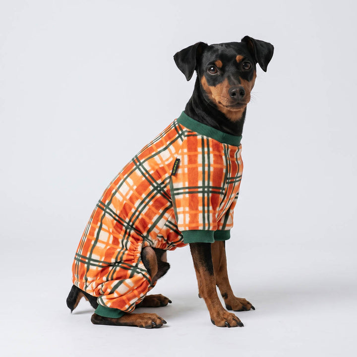 Small black dog sitting on a white background with an orange plaid dog onesie with green trim