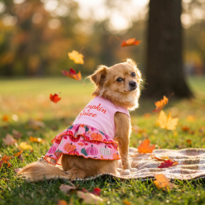 Small dog sits on a blanket in a grassy park with falling autumn leaves with a pumpkin dog tulle dress 