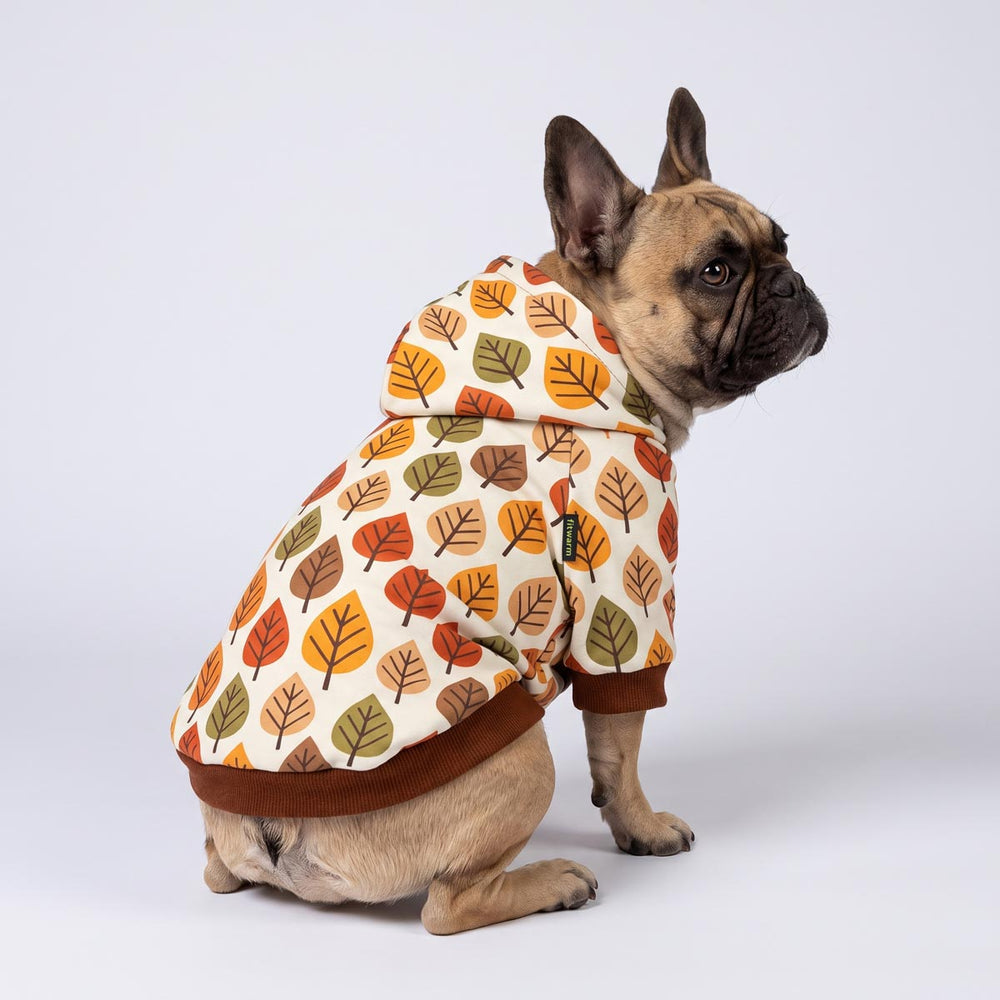 French Bulldog sitting on the white background with a dog hoodie in a leaves prints