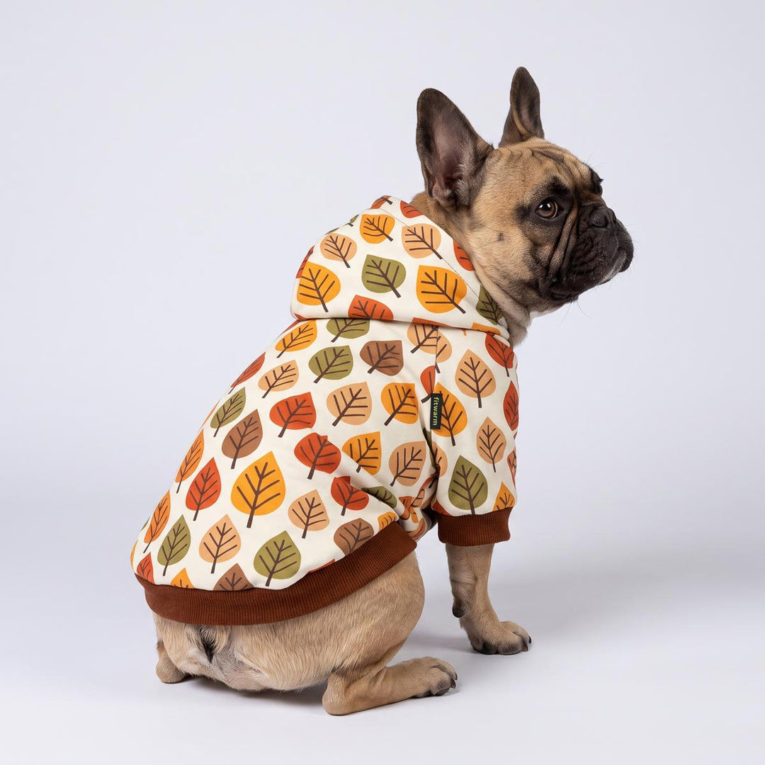 French Bulldog sitting on the white background with a dog hoodie in a leaves prints