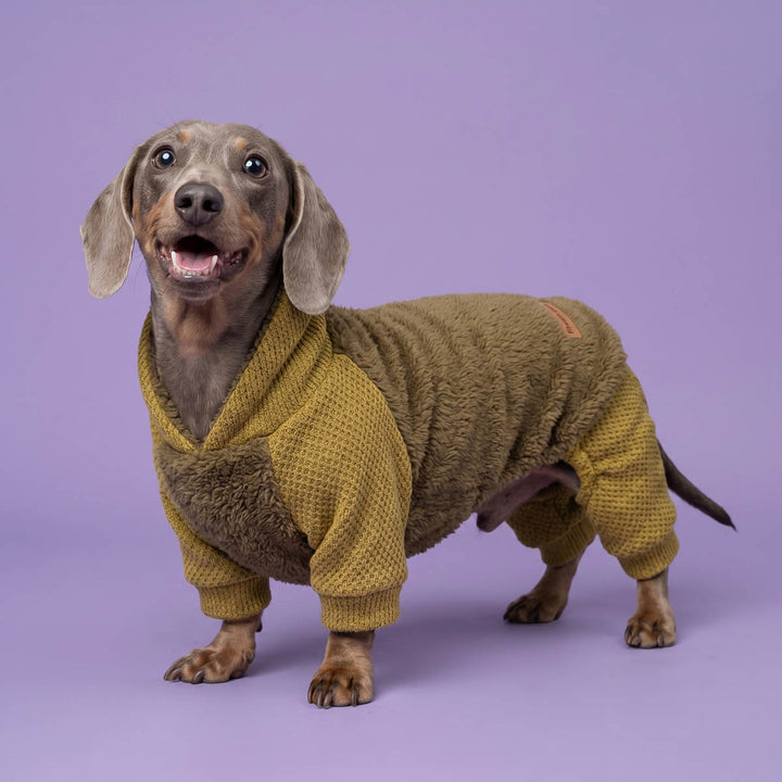 Dachshund wearing a fuzzy pajamas for dogs and standing on a purple background