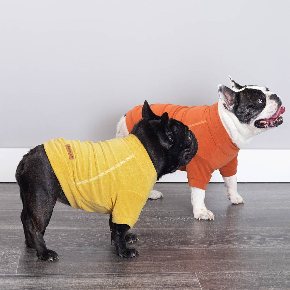 Two French Bulldogs wear colorful dog sweaters, one in yellow and one in orange