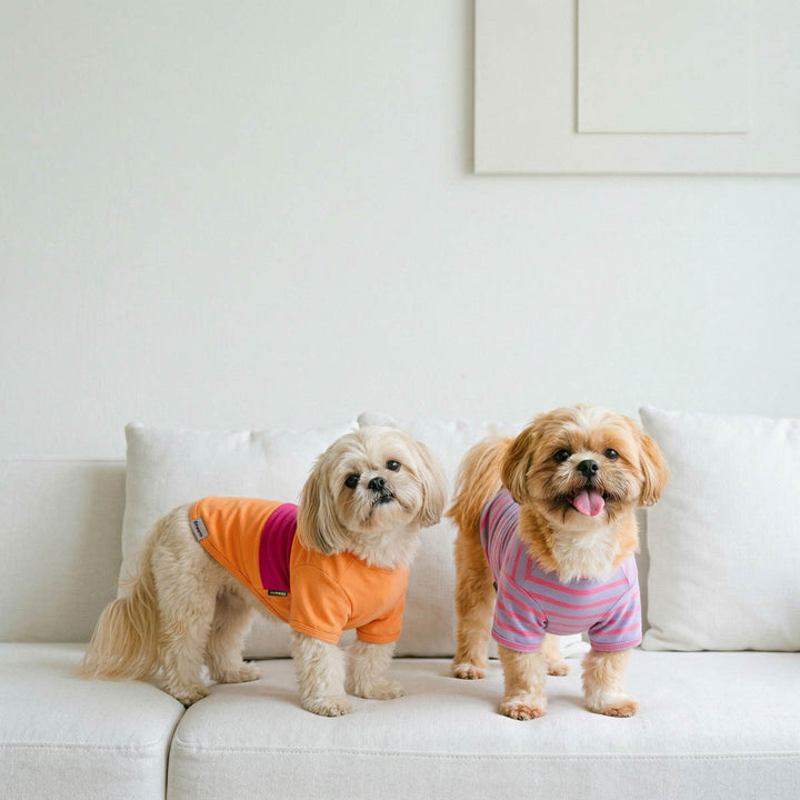Small dog standing on a couch with a color block and striped shirts for dogs