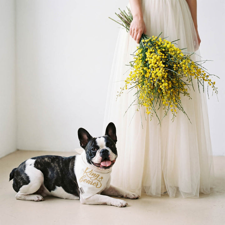 Boston Terrier lying on the ground with a dog bandana with ring and 'ring bearer' lettering