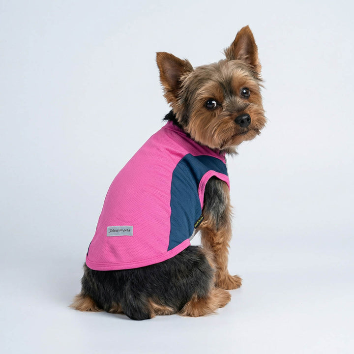 Yorkie wearing a lightweight dog UV shirt in white background