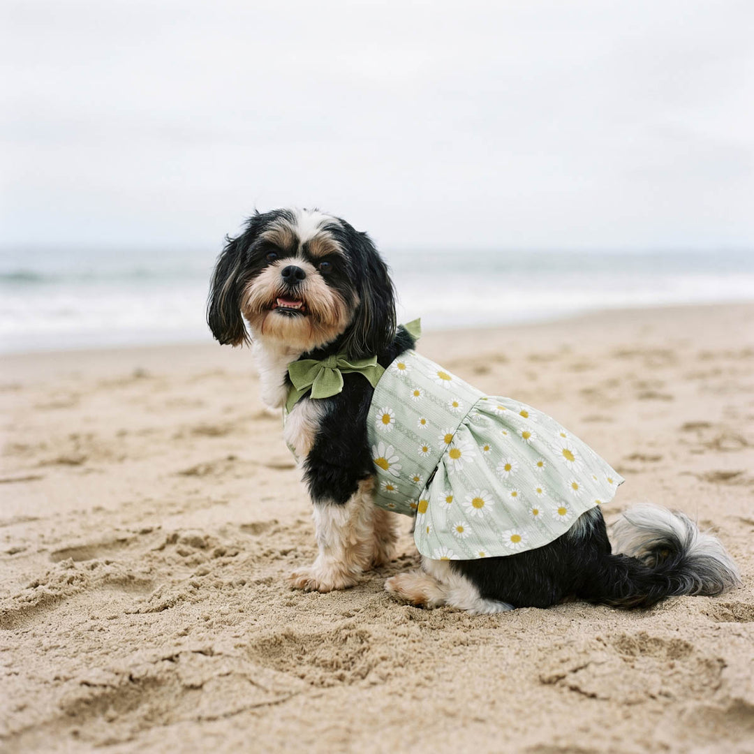 Small dog wearing a green dog floral dress and sitting on the beach
