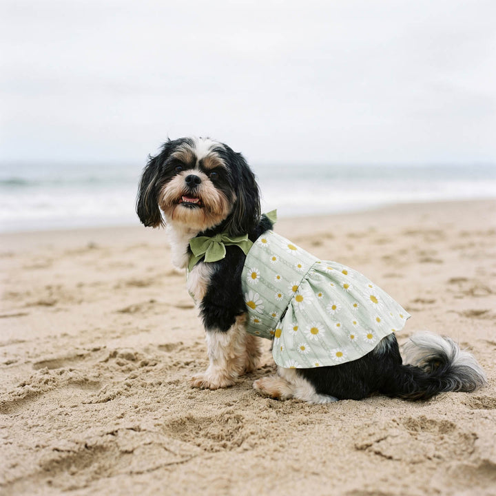 Small dog wearing a green dog floral dress and sitting on the beach