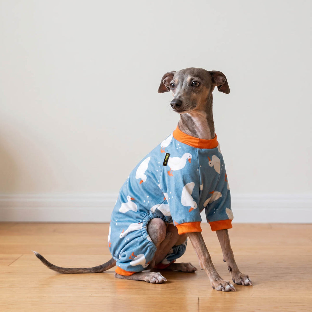 Dog sitting on a wooden floor and wearing a blue pajama with white duck patterns and orange accents