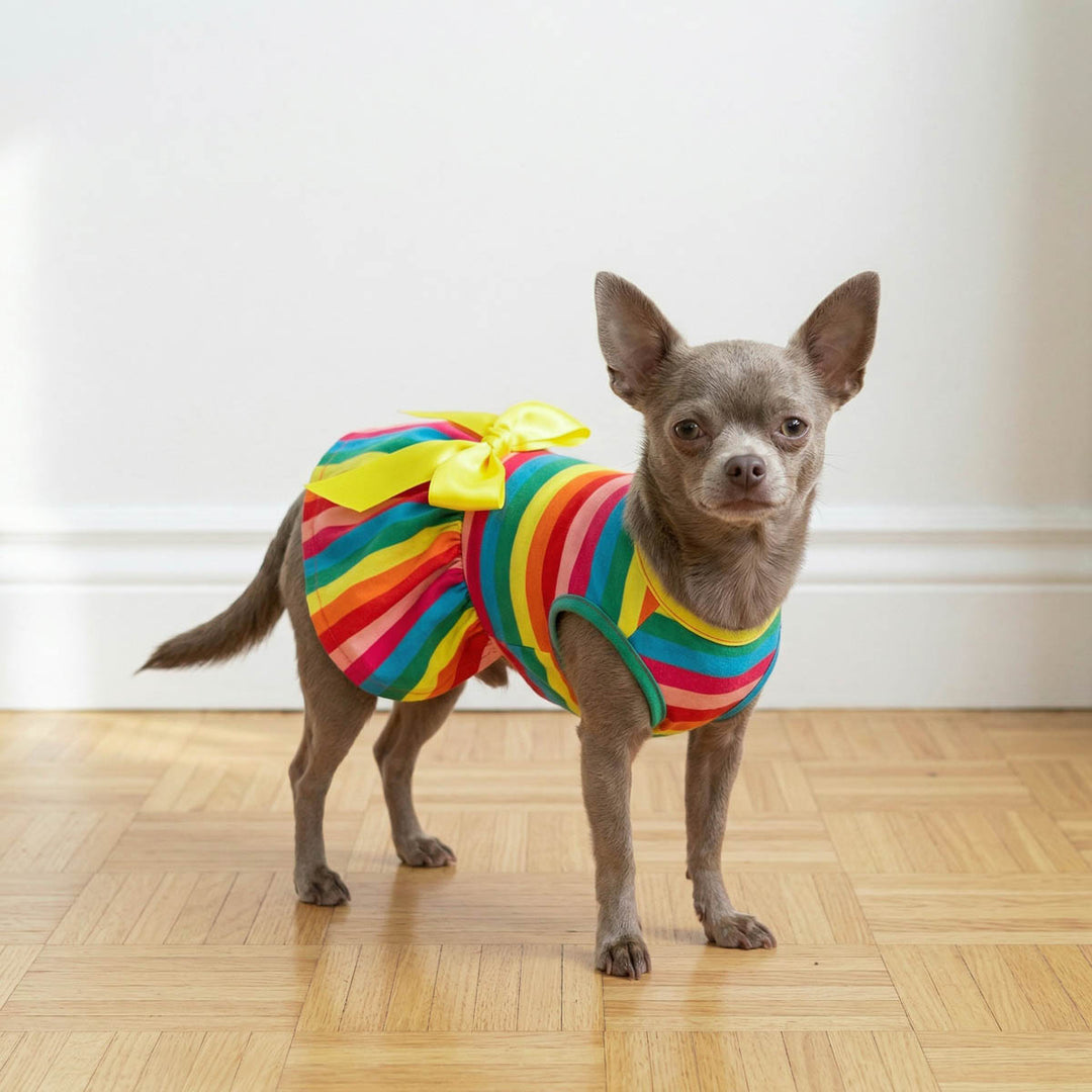 Chihuahua standing indoors with rainbow striped dress for dogs