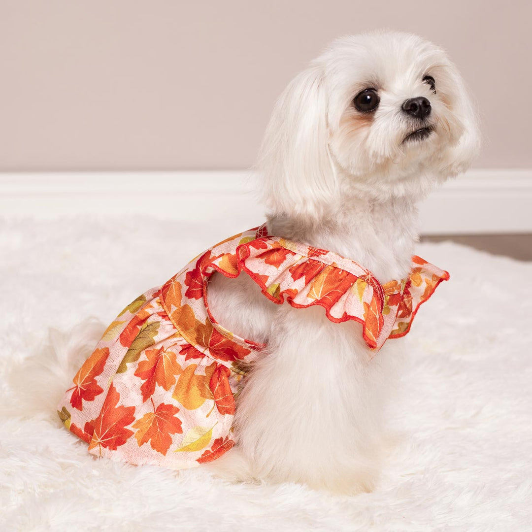 Fall Maple Ruffle Dog Dress | Autumn Colors & Comfort Fitwarm Fall Maple Ruffle Dog Dress | Autumn Colors & Comfort Fitwarm