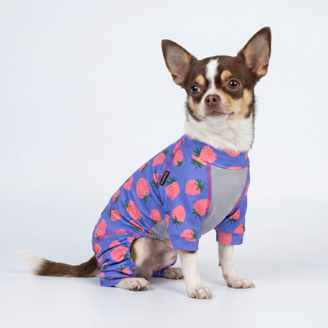 Small dog in a summer dog uv jumpsuit with mesh fabric
