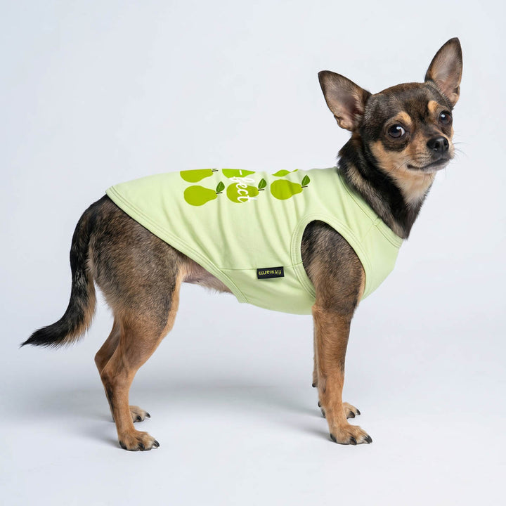 Chihuahua standing on white background in a fruit themed dog shirt