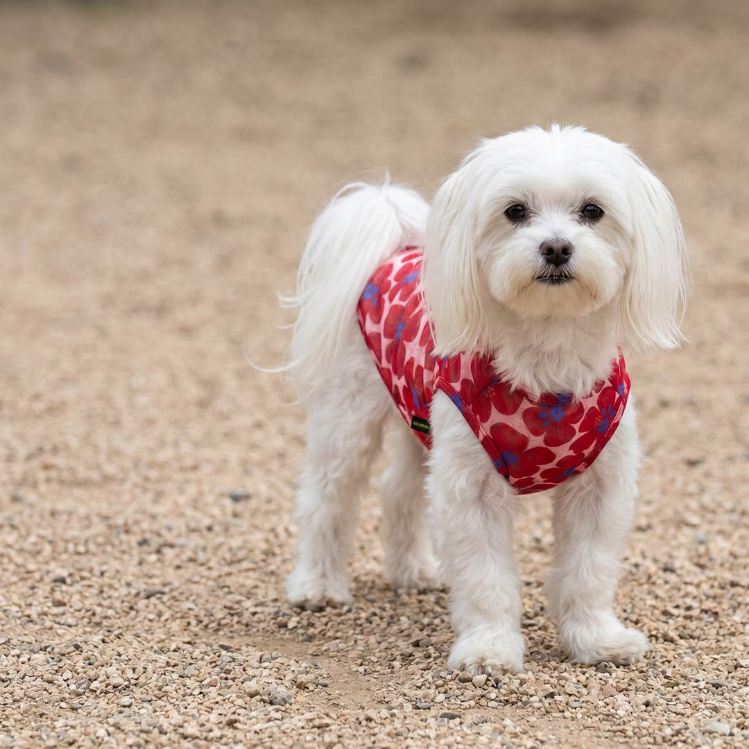 Maltese standing outdoors in a red dog t shirt with flower prints