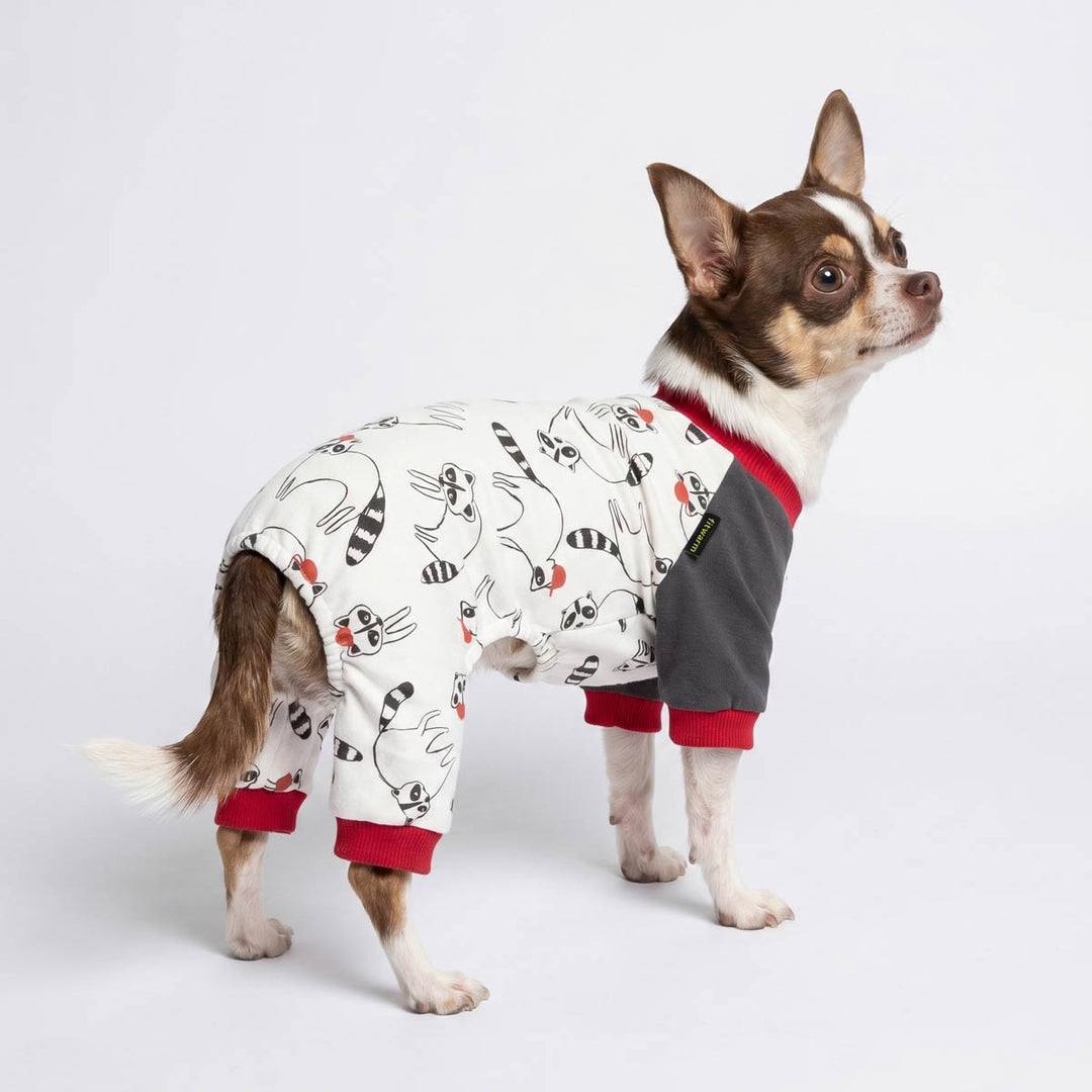 Chihuahua standing on a white background in a funny raccoon pajamas for dogs