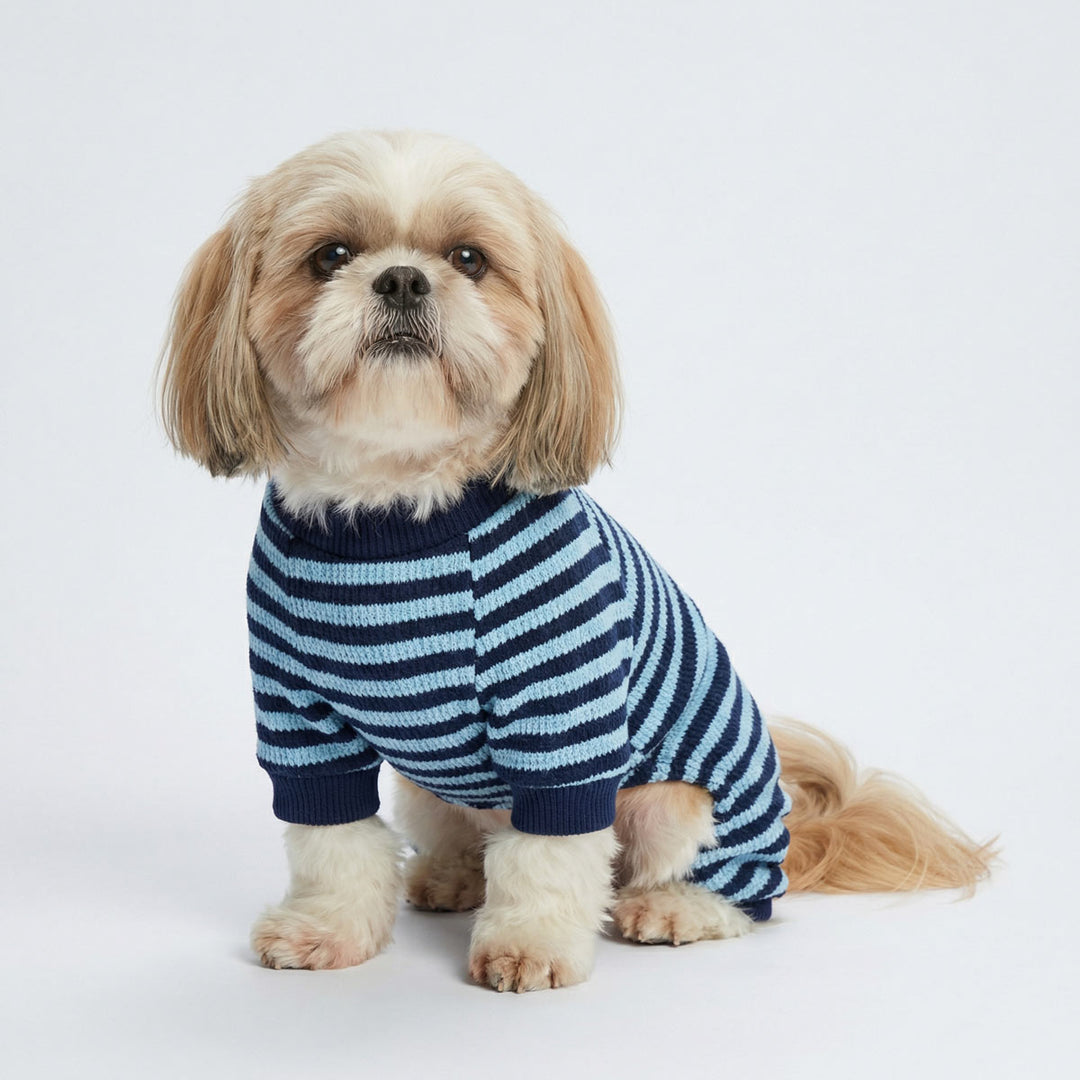 Shih Tzu in a knitted blue striped dog onesie