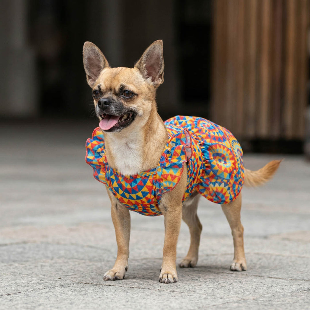 Small dog wearing a colorful patterned dog summer dress standing on a pavement