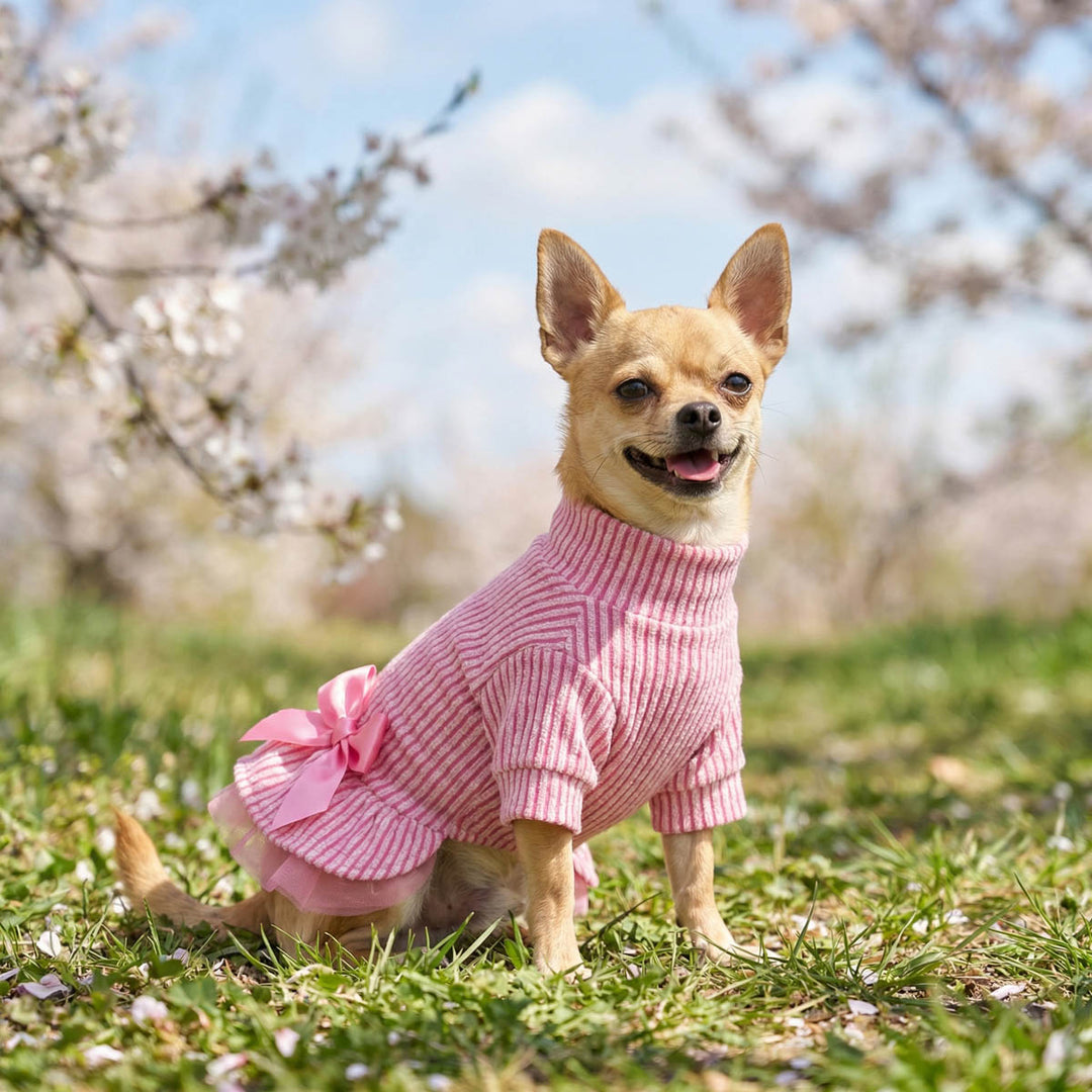 Chihuahua sitting on the grass and wearing a ribbed knitted dress for dogs