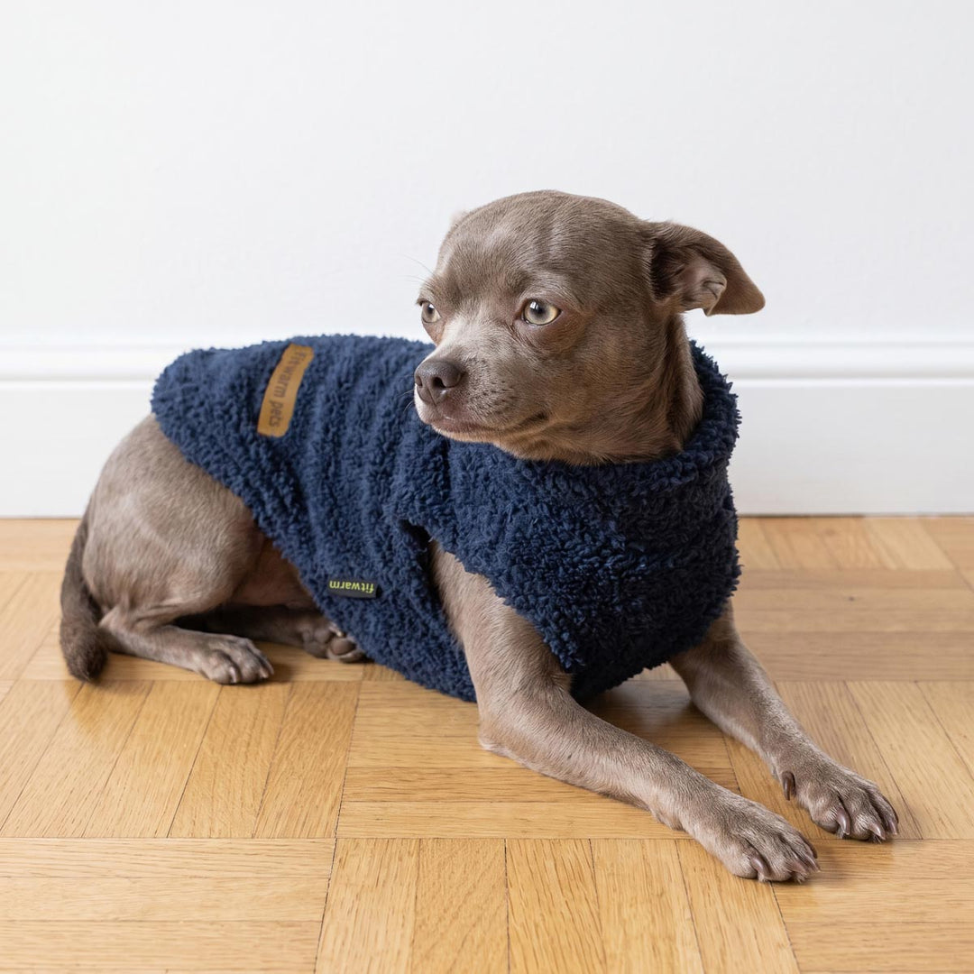 Small brown dog lying on a light wood floor against a white wall, wearing a navy blue fuzzy fleece sweater for dogs