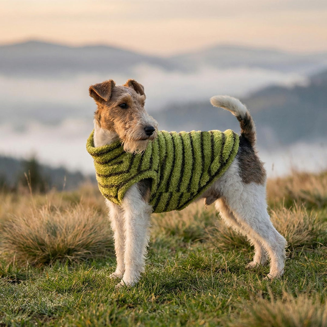 Small dog standing on a grassy hill and wearing a green striped dog fleece sweater, with misty mountains in the background
