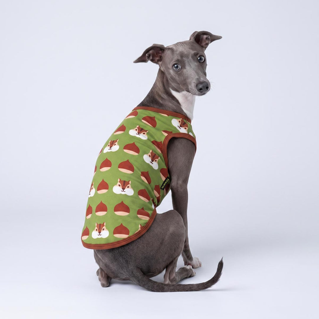 Grey Italian Greyhound dog wearing a green dog tshirt with a brown and white acorn pattern, sitting against a light grey studio background