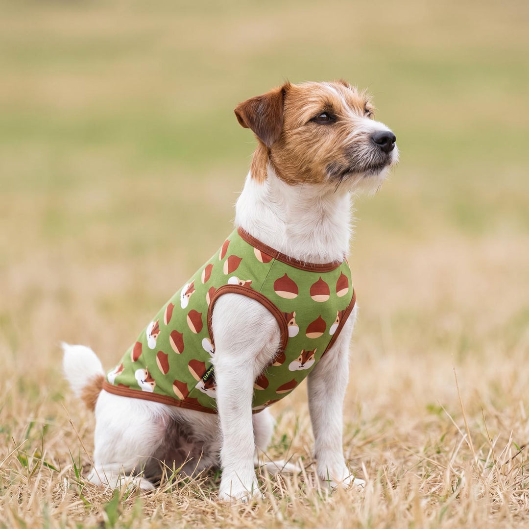 Small white and tan dog sitting in dry grass wearing a green shirt for dogs with a brown and white acorn pattern