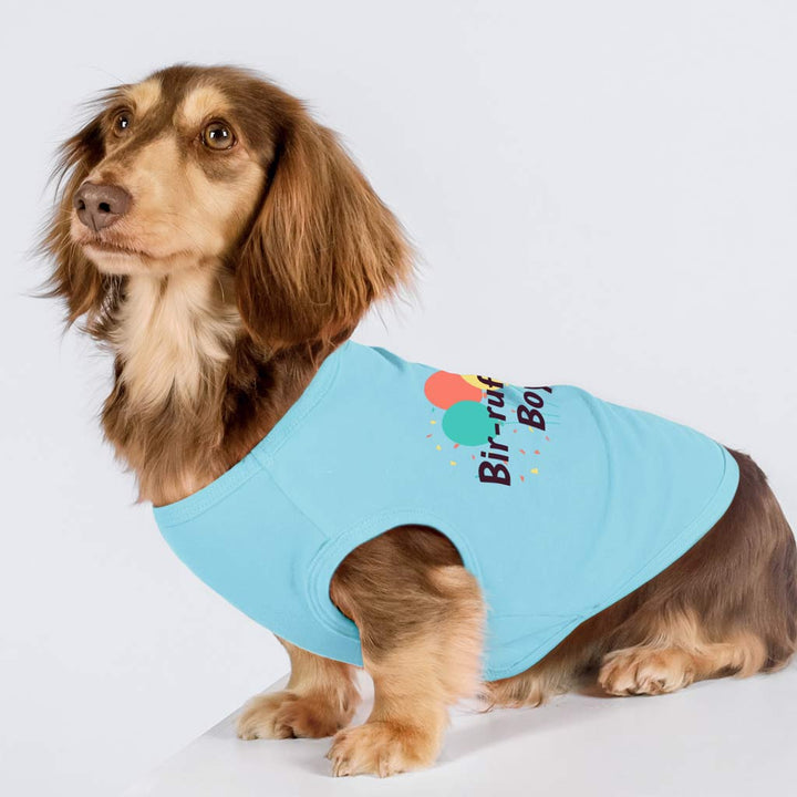 Dachshund in a Dog Birthday Shirt with 'Bir-ruff-day Boy' Lettering - Fitwarm Dog Clothes