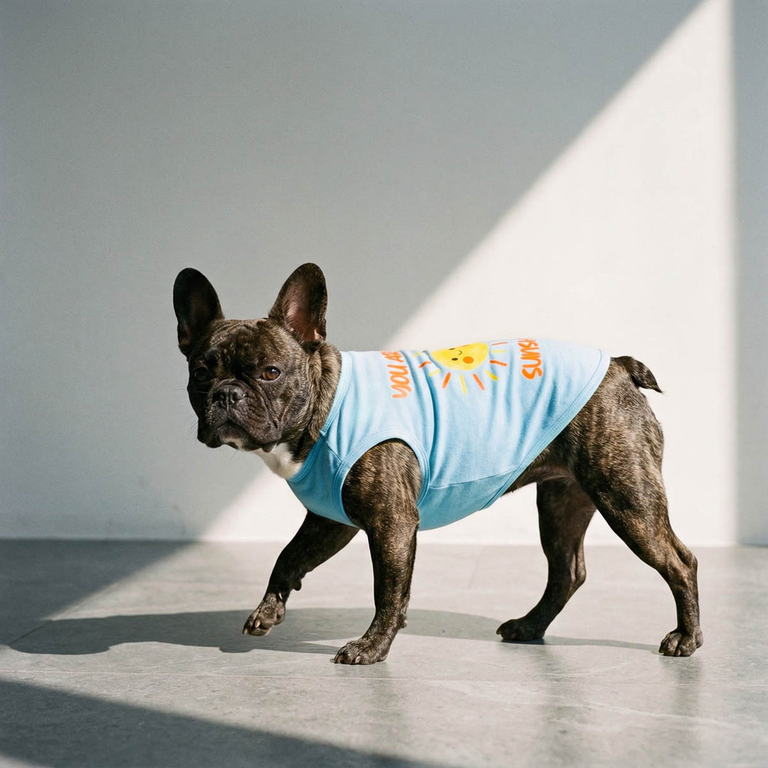 French Bulldog stands indoors with a blue dog tank top