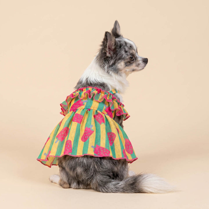 Chihuahua wearing a dog summer dress with ice pop print in a beige background