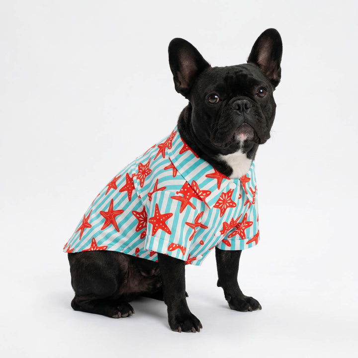 French Bulldog sitting with a summer button up shirt for dogs 