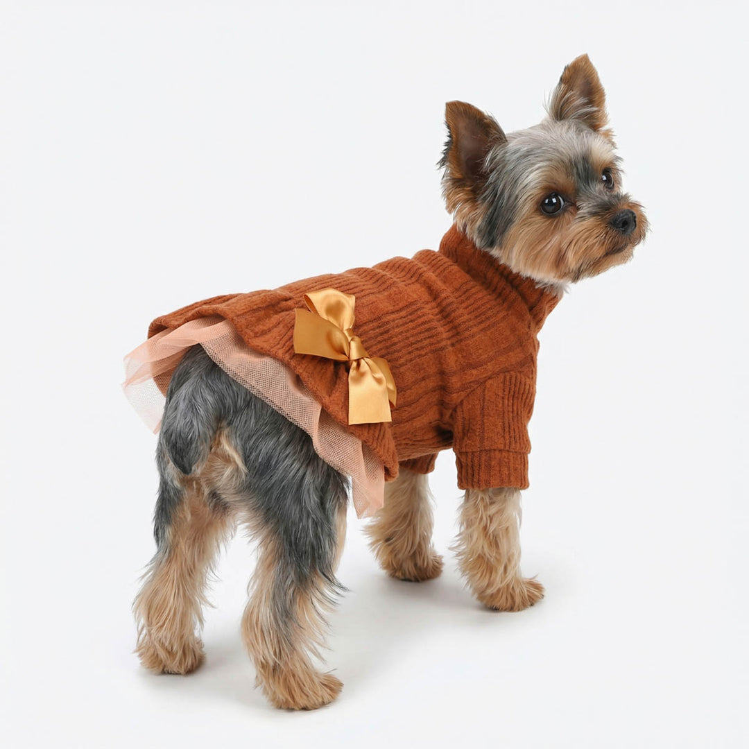 Small dog wearing a brown knitted dress for dogs with a gold bow on a white background