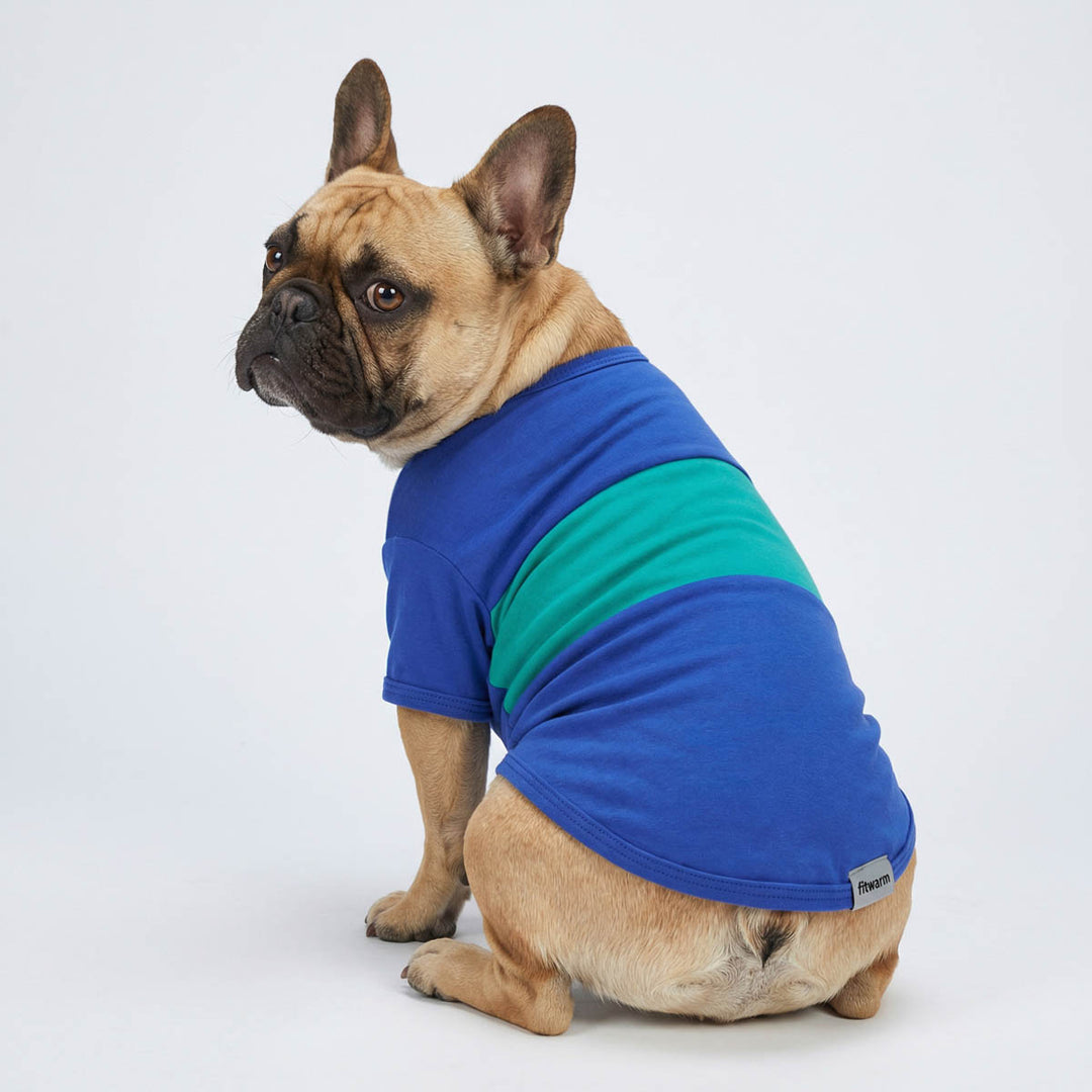 French Bulldog sitting in a blue shirt for dogs with a color block design