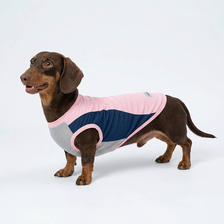 Dachshund in a pink summer dog UV shirt with mesh fabric
