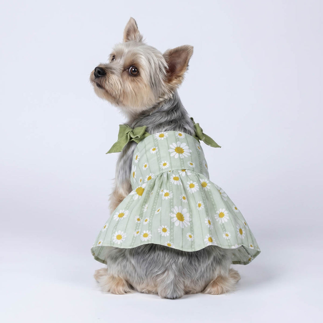 Yorkie looks back with a green daisy dress for dogs