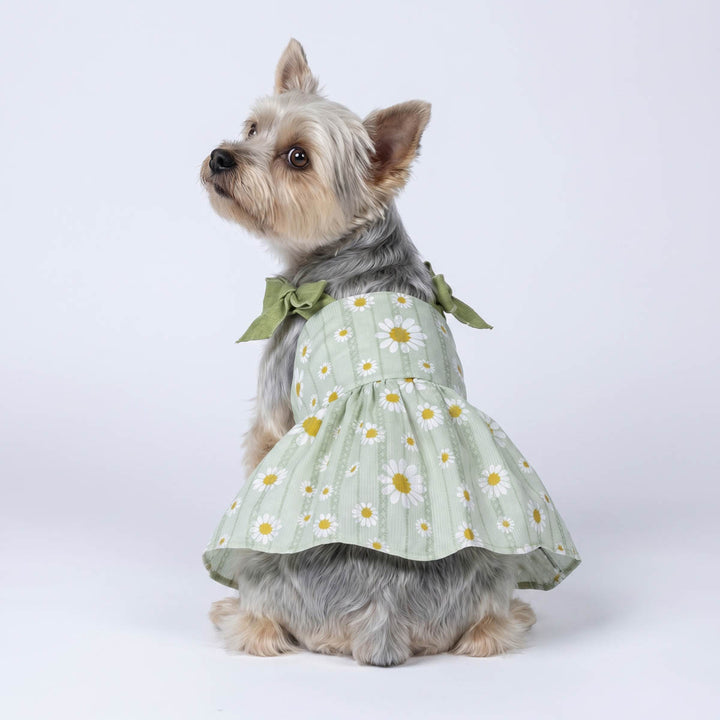Yorkie looks back with a green daisy dress for dogs