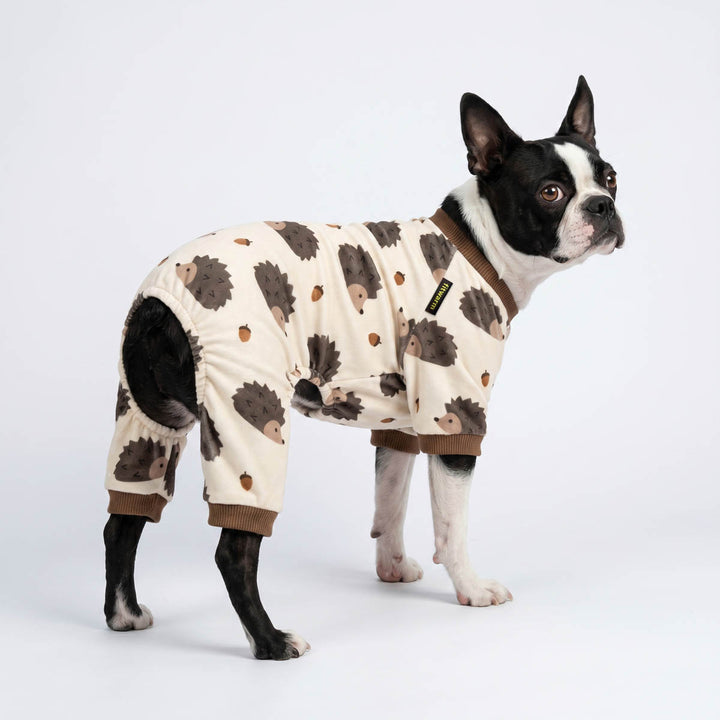 Boston Terrier standing in a white background in a cozy dog onesie