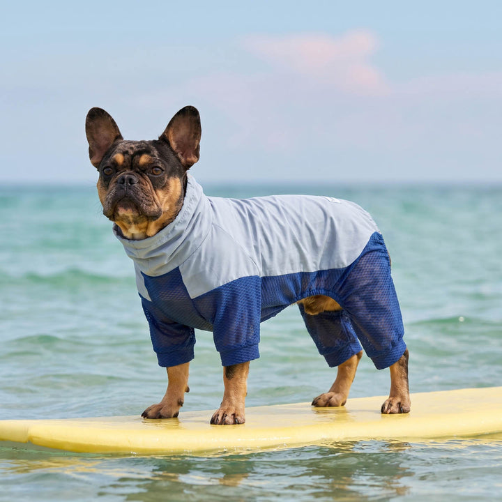French Bulldog sitting on a board with a lightweight dog jumpsuit