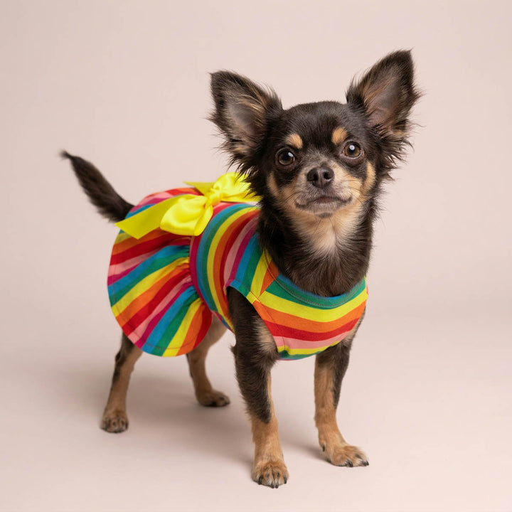 Small dog wearing a colorful rainbow dog tutu dress with a yellow bow on a beige background