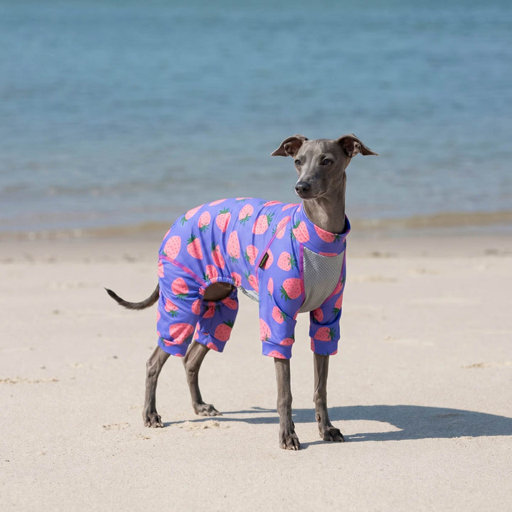 Italian greyhound standing on beach and wearing a UPF 50+ dog jumpsuit with strawberry prints