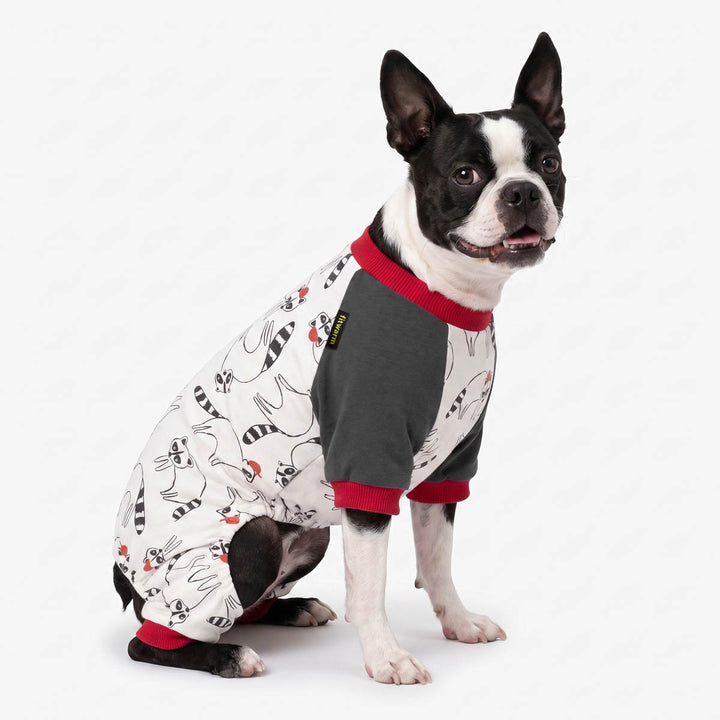 Boston Terrier wearing a color block dog pjs in funny raccoon prints