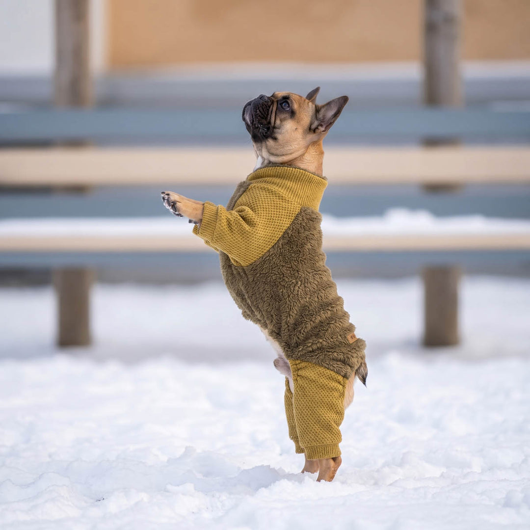 French Bulldog jump up from the snowy ground with a cozy dog knitted pajamas