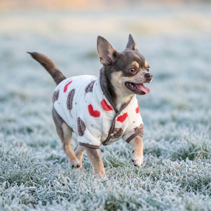 Chihuahua running on the grass in a winter dog fleece sweater with heart and hedgehog prints