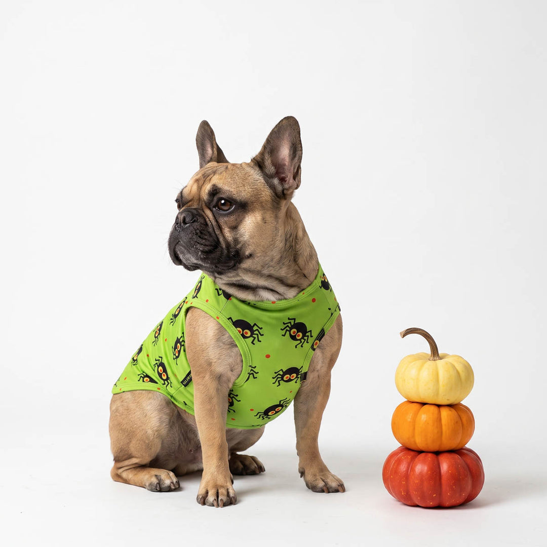 French Bulldog wearing a lime green sleeveless Halloween dog t shirt with a black spider print, sitting next to a small stack of three stacked pumpkins