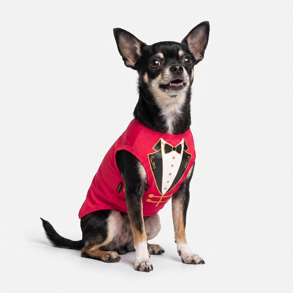 Chihuahua sitting on a white background with a funny ringmaster dog costume