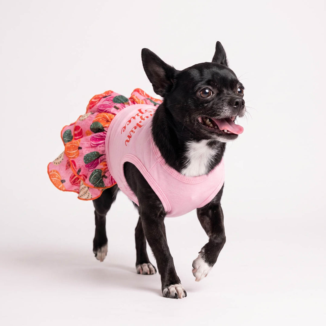 Small Chihuahua wearing a pink dog tutu with a colorful pumpkin skirt, standing on a light gray studio background