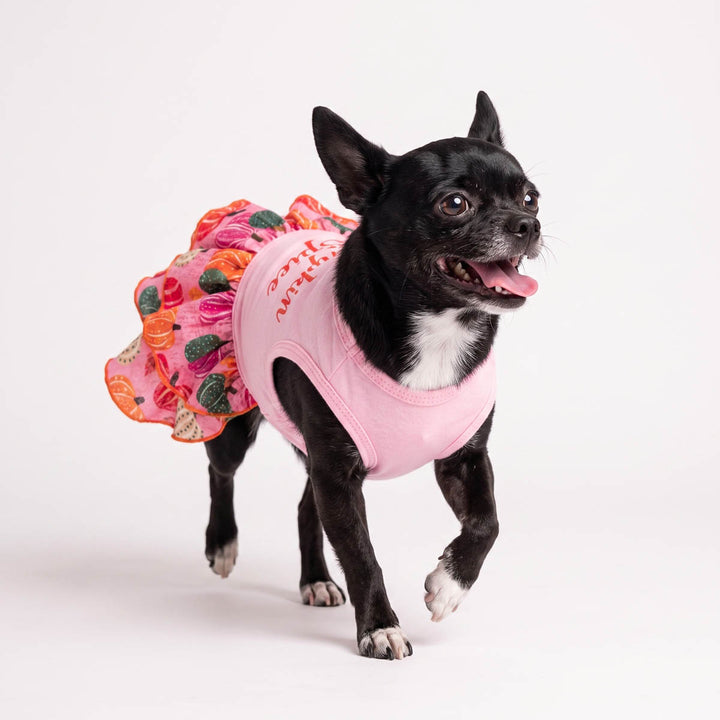 Small Chihuahua wearing a pink dog tutu with a colorful pumpkin skirt, standing on a light gray studio background