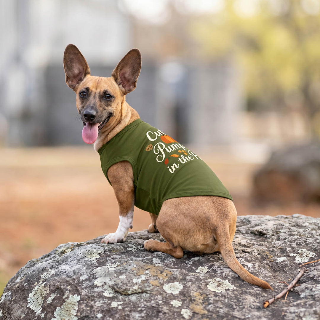 Small tan dog sitting on a large rock outdoors, wearing an olive green sleeveless shirt for dogs with the phrase 'Cute Pumpkin in the fall' printed in white and orange