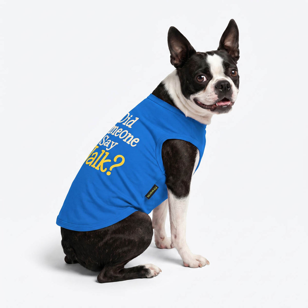 Boston terrier dog wearing a bright blue dog tank top with white and yellow text that reads 'Did someone say Walk?'.