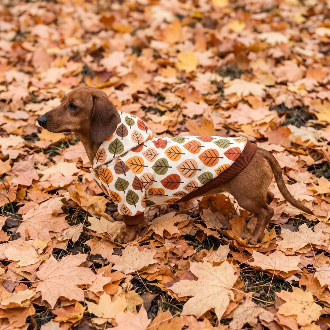 Dachshund standing on leaf piles with a hooded dog sweatshirt design in leaves prints